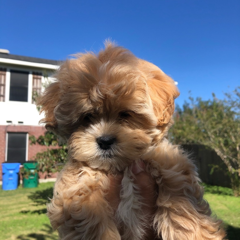 Meet your Posher, Lillian